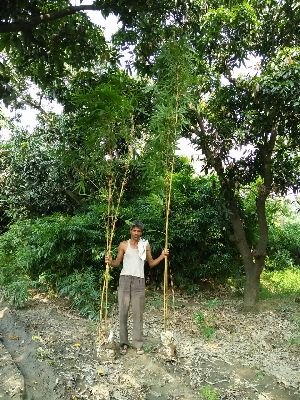 Golden Bamboo Plant