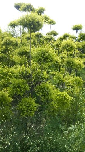 Bottlebrush Plant