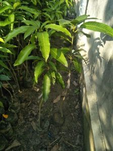 Mango Plant