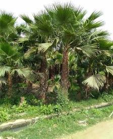 Washingtonia Palm Plant