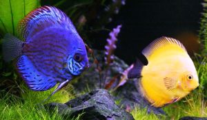 Ornamental Fish