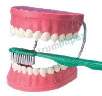 Dental Care Model