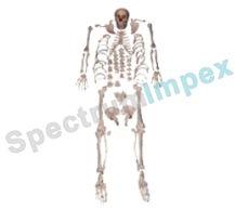 DISARTICULATED SKELETON MODEL