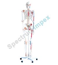 Human Skeleton Model