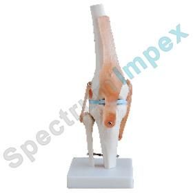 Knee Joint Model