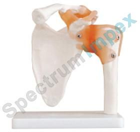 Shoulder Joint Model