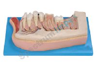 LOWER JAW Model