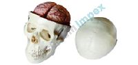 8 PARTS BRAIN Model