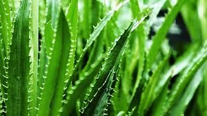 Fresh Aloe Vera Leaves