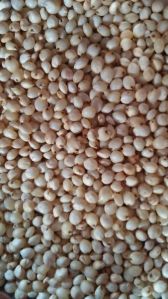 White Sorghum