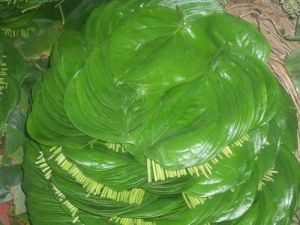 Fresh Betel Leaves