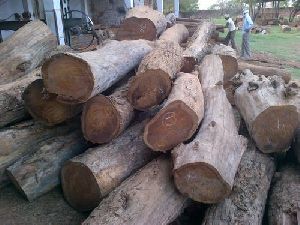 Sheesham Wood Logs