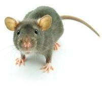 rodent pest control services