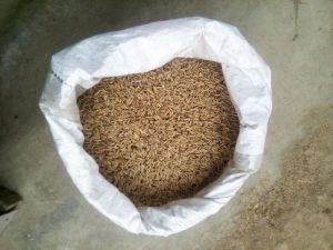 Paddy Seeds