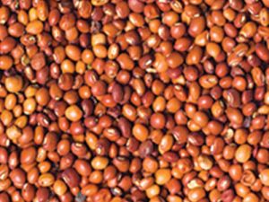 Toor (Pigeon Pea)