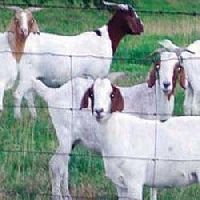 Goat Farming Consultancy Services