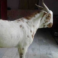 Zaqrana Goat