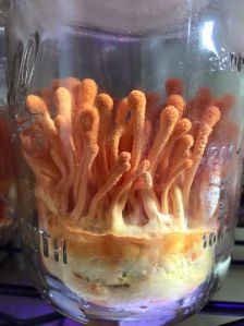 Cordyceps Militeris