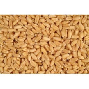 Uttam Brand Lokman Wheat Seeds