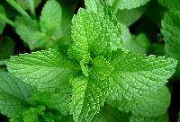 Fresh Mint Leaves