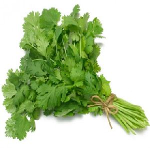 Coriander