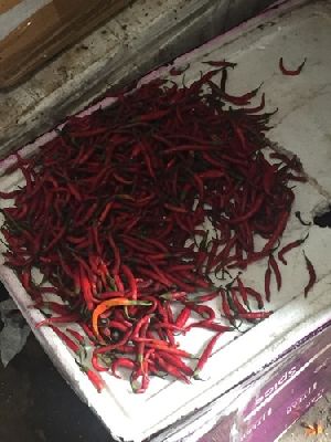 Fresh Red Chilli