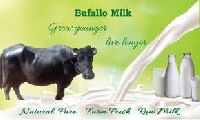 Buffalo Milk