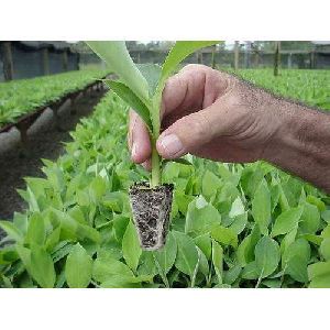 Hardened Banana Plant