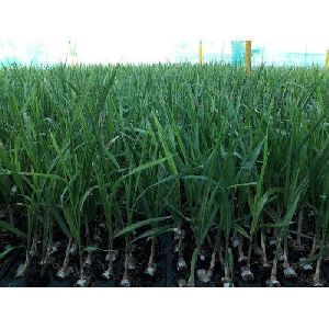 Officinarum Sugarcane Plant