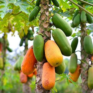 Papaya Plant