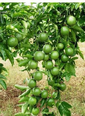 Passion Fruit Plant