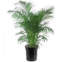 Areca Palm Plant