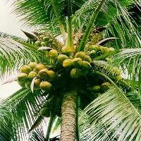 Coconut Tree Fruits Plant