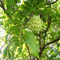 Custard Apple Fruits Plant