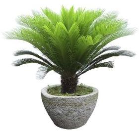 Cycus Palm Plant