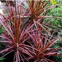Dracaena margintana Outdoor Plant