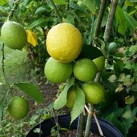 Lemon Fruits Plant