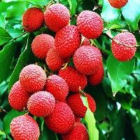 Lychee(Lichi) Fruits Plant