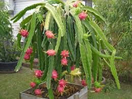 dragon fruit plant