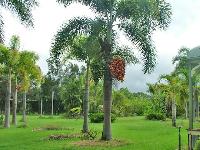 foxtail palm