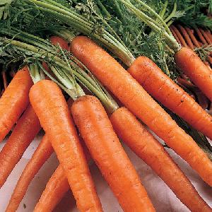 Fresh Carrot