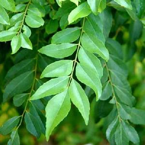 Fresh Curry Leaves