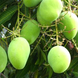 Fresh Green Mango