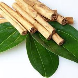 Cinnamon Leaves