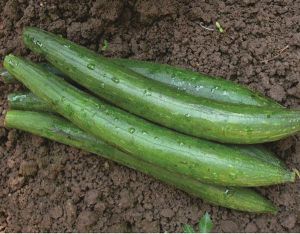 sponge gourd seeds