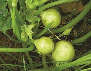 summer squash seeds