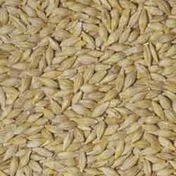 Barley Seeds