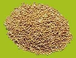 Coriander Seeds