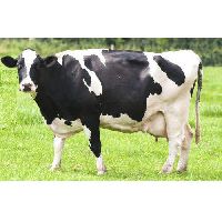 Holstein Friesian Cow