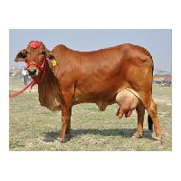 Sahiwal Cow